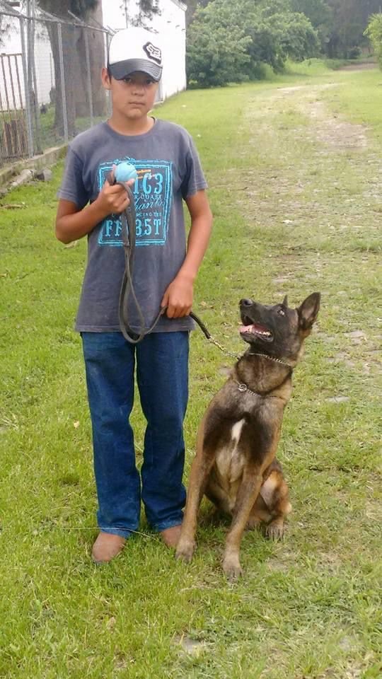 Entrenamiento de Obediencia Canina Avanzada en K9 MAXCAL